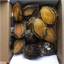 上海东迈热销水产海鲜冻品鲍鱼