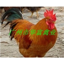 【优质直销】供应热销快大黄鸡苗肉鸡苗健康土鸡苗