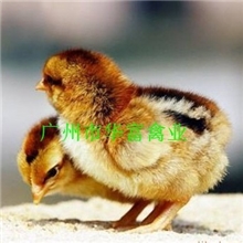 【优质直销】供应热销清远麻鸡苗（图）