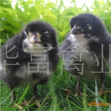 批发供应热销优质广州黑鸡苗（图）