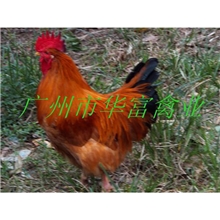 【优质直销】供应土二鸡苗健康低价鸡苗土鸡苗