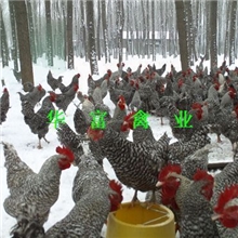 批发供应优质黑白芦花鸡苗/公鸡苗（图）