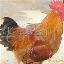 常年供应优质快大麻鸡苗（图）