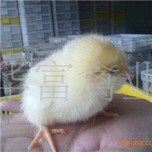 长期大量供应优质胡须鸡苗（图）