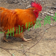 批发供应优质广州土二鸡苗（图）