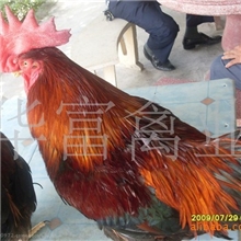 批发供应优质广州新陂麻鸡苗（图）