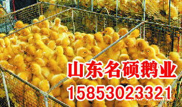 常年供应东北白鹅苗、山东白鹅苗、四季鹅苗