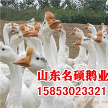 出售批发供应鹅苗鹅蛋