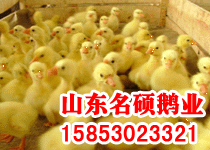 供应批发优质鹅苗，送货上门、提供养殖技术、回收大鹅一条龙服务