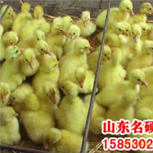 德白鹅批发供应优质长的快效益高大种德白鹅苗