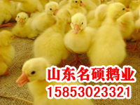 鹅苗批发、批发太湖鹅苗、四川白鹅苗、扬州白鹅、山东杂交鹅