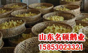 批发供应各种优质鹅苗，欢迎来电咨询，实地考察