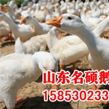 皖西大白鹅长的大常年批发各种鹅苗量大优惠提供培训回收服务