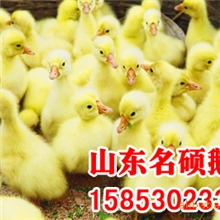 供应四季鹅苗、养殖四季鹅的优势、投入小回报大，效益好