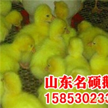 烟台五龙鹅苗批发、鹅蛋批发、老鹅批发、鹅绒批发加工