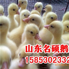 四川白鹅大量批发供应优质四川白鹅苗量大优惠