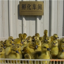 种鹅鹅苗供应法国纯种种鹅鹅苗