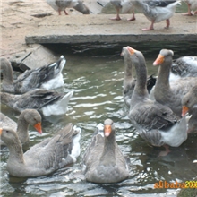 出售种鹅父母代种鹅圣罗捷产