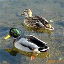 销售供应野鸭苗美国绿头野鸭苗