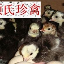 供应养殖尼古拉火鸡火鸡苗火鸡苗