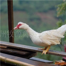 供应番鸭苗番鸭鸭苗批发成品番鸭(生长快，肉质鲜美)