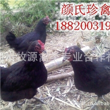 厂家直销五黑鸡绿壳蛋鸡苗五黑一绿鸡苗