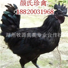 销售供应黑鸡绿壳蛋乌鸡鸡苗