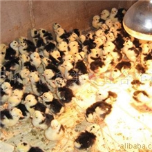 供应贵妃鸡珍珠鸡贵妃鸡种苗