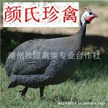 专业养殖非洲珍珠鸡珍珠鸡珍珠鸡种苗