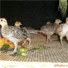 供应销售山鸡苗野山鸡苗七彩山鸡