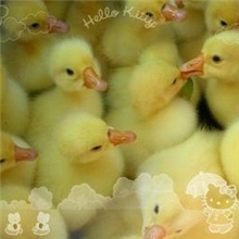 朗德鹅、各种优质鹅苗、量大从优、提供免费养殖技术