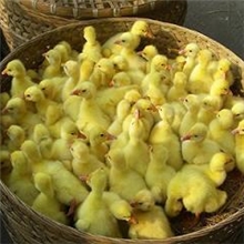 下半年鹅苗最新报价鹅苗批发量大从优免费运输