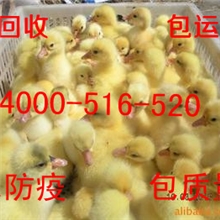 广东鹅苗价格下半年鹅苗最新报价灰鹅苗价格鹅苗批发