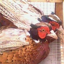 长年供应优质番鸭..鹅苗..珍禽