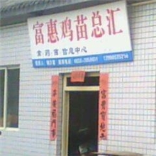 四川省隆昌各种优质白鹅..特种禽七形山鸡＜四川大百鹅）野鸡