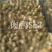 长年供应优质撄桃肉鸭..Sm3
