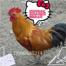 长期供应土鸡.青脚土鸡.才鸡.瑶鸡