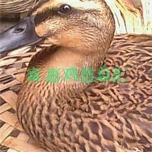 长年供应优质绿头野鸭＜口味特好正宗野鸭＞