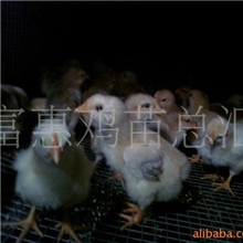 供应四川鸡苗、禽苗、鹅苗＜麻黄鸡）南海黄＜红毛肉鸡）＜882）