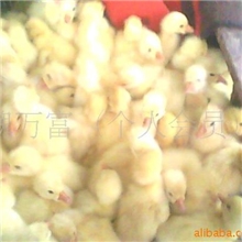 供应大量供应优质鹅苗禽苗，品种sm3肉鸭苗