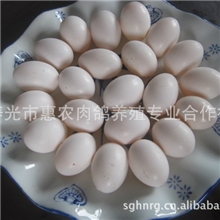 供应新鲜鸽蛋，礼品鸽蛋，白羽王鸽蛋