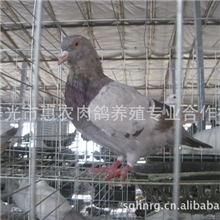 供应寿光鸽子笼，寿光鸽子笼配件，寿光鸽笼，寿光鸽笼配件