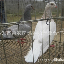提供寿光泰深自别鸽种鸽。寿光泰深自别鸽肉鸽，泰深自别鸽乳鸽