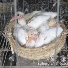 提供潍坊寿光白条肉鸽，寿光白条乳鸽，寿光精品鸽蛋，礼品盒鸽蛋