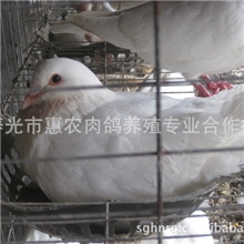 供应种鸽，白羽王种鸽，肉鸽