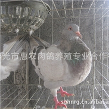 潍坊市寿光裕丰肉鸽养殖场出售种鸽，乳鸽，精品鸽蛋