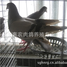 寿光惠农肉鸽养殖合作社供应种鸽，肉鸽，青年鸽，鸽蛋。