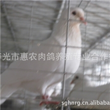 寿光惠农肉鸽养殖合作社供应白羽王种鸽，肉鸽，鸽蛋