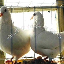 供应任丘市恒兴肉鸽场烧烤用鸽子，厂家值得信赖！