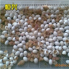 供应白羽王种鸽，专业厂家，值得信赖！